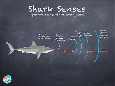 SHARK SENSES | sharks4kidsnew