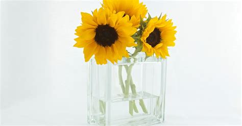 Sunflower in the Glass Vase · Free Stock Photo