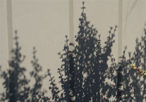 A photo, A thought............: Creativity: Plant shadow photography