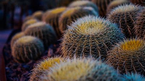 Closeup Cactus Plant Nature Flowers Wallpapers - Wallpaper Cave