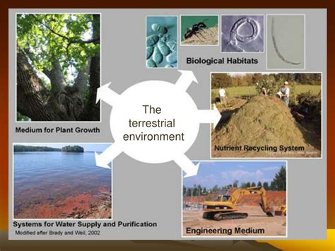 PPT - The Terrestrial environment PowerPoint Presentation, free download - ID:3038906