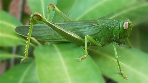 If a bird that eats grasshoppers moved to the prairie, how would this move affect the natural ...