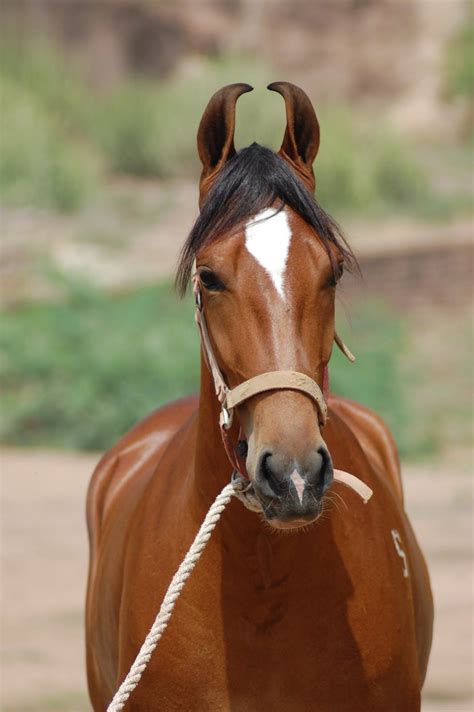 Marwari horse | Marwari horses, Rare horses, Horses