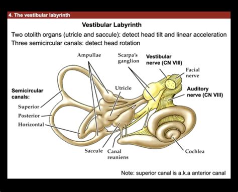 Vestibular System + Motion Flashcards | Quizlet