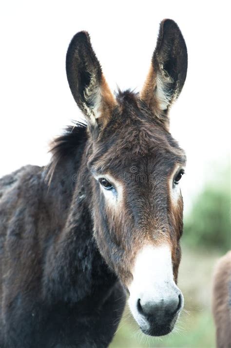 Donkey - sad looking doney stock image. Image of transportation - 109908651