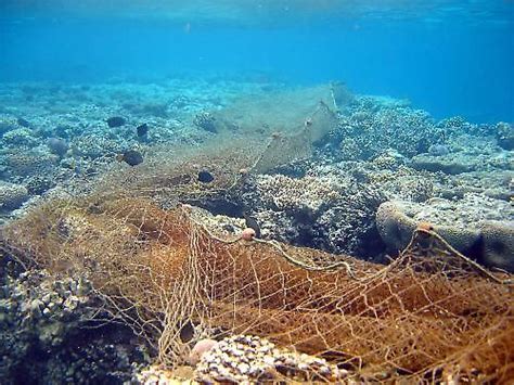 Threats - Save the Coral Reefs!