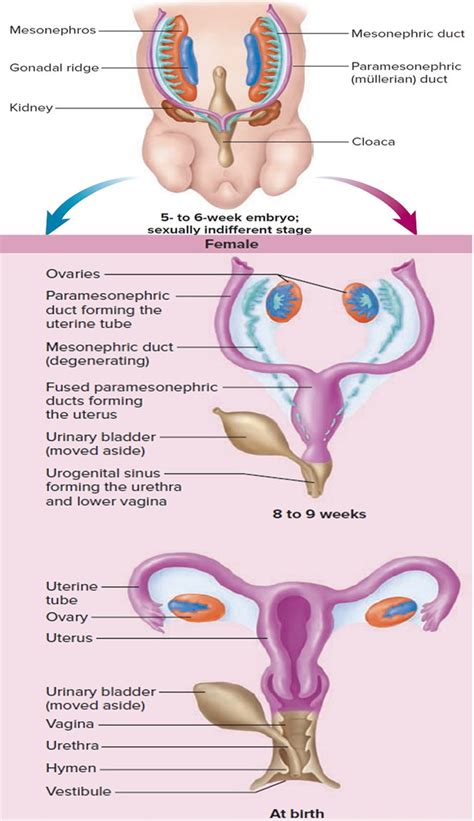 Bicornuate Uterus - Causes, Symptoms, Ultrasound, Fertility & Pregnancy