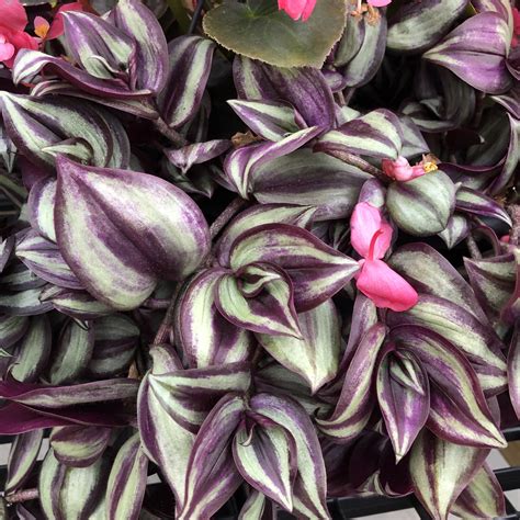 Tradescantia Wandering Jew Purple - Order Online