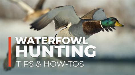 Waterfowl Hunting Tips & How-To's