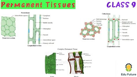 Simple Permanent Tissue Class 9 Diagram