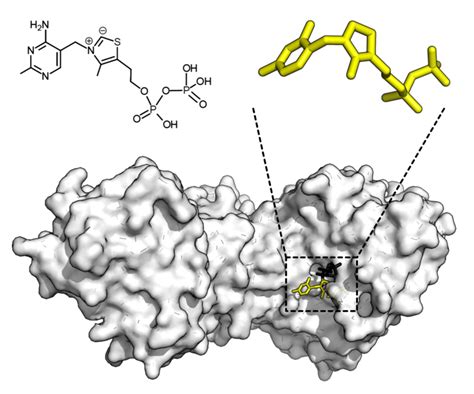 Enzyme | Chemical structure, Enzymes, Study