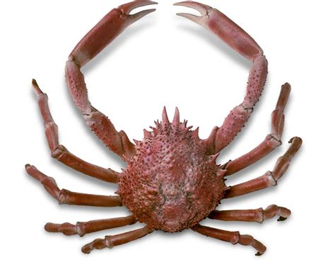 Spider Crab Facts | Japanese Spider Crab | DK Find Out