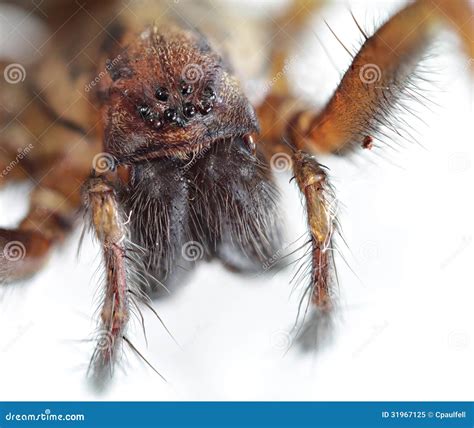 Giant House Spider stock image. Image of arachnida, arthropoda - 31967125