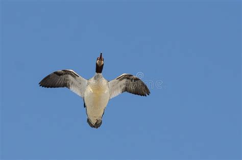 Common Merganser Flying Blue Sky Stock Photos - Free & Royalty-Free Stock Photos from Dreamstime