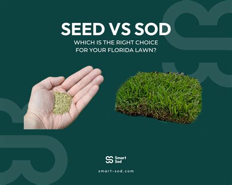 Sod vs Seed: Which is best in Florida - Smart Sod