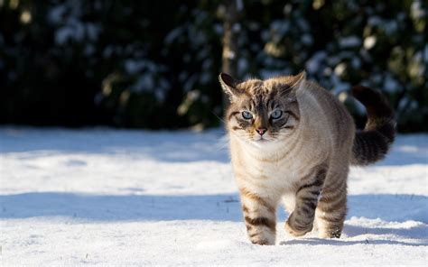 🔥 [40+] Cats in Snow Wallpapers | WallpaperSafari