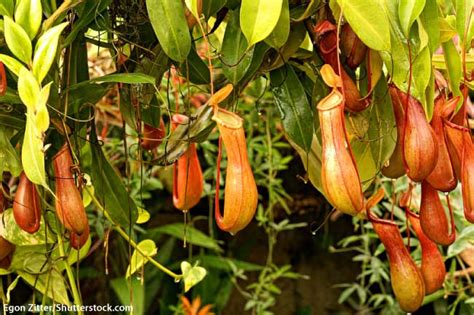 plants - The Congo Rainforest