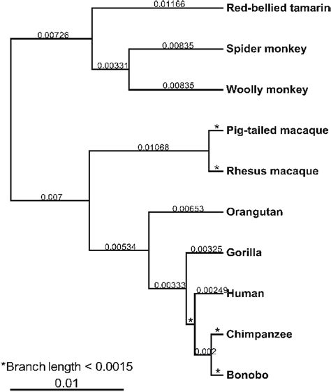 Primate Phylogeny