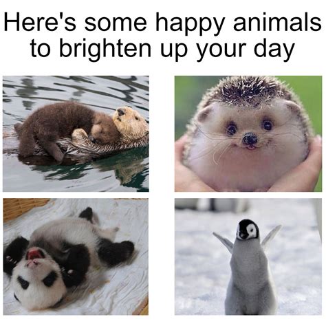 Happy animals : r/memes