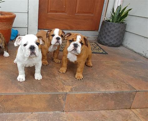 English Bulldog Puppies For Sale | New York, NY #271866