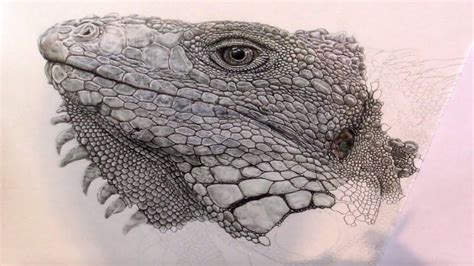 Working On A Realistic Pencil Drawing of an Iguana - YouTube