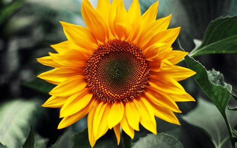 10 Ways To Manage Your Mental Health | Sunflower wallpaper, Sunflowers and Wallpaper backgrounds