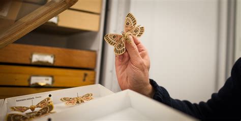 Entomology | California Academy of Sciences