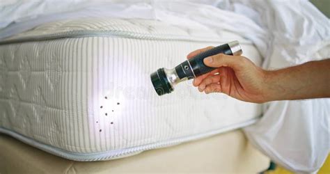 Bed Bug Infestation and Treatment Service Stock Image - Image of ...