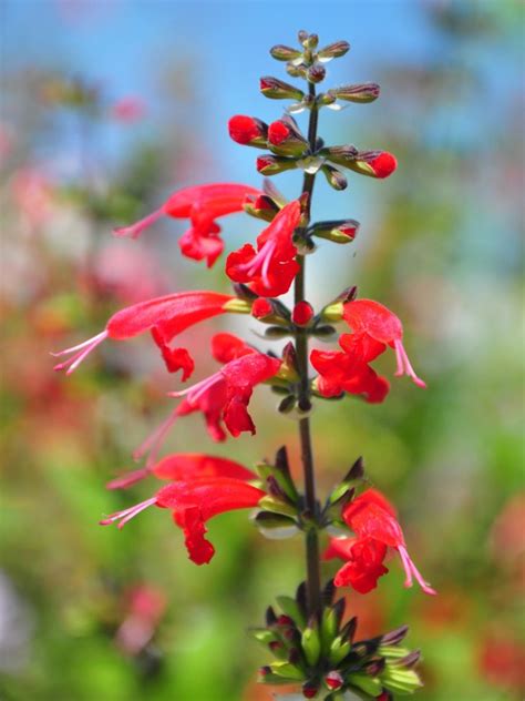 Scarlet Sage Herb - Caring For A Scarlet Sage Plant