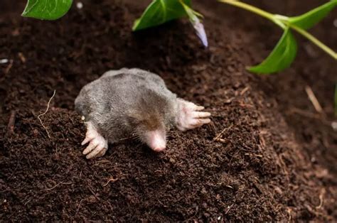 5 Impressive Plants That Help to Repel Moles - The Practical Planter