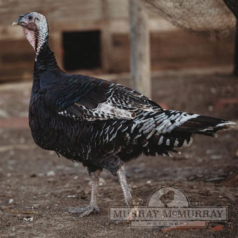 Murray McMurray Hatchery - Standard Bronze Turkeys