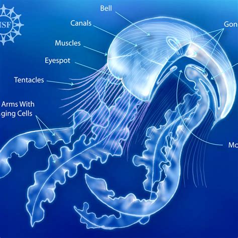 Anatomy of a "true" jellyfish (class Scyphozoa). Courtesy of the ...