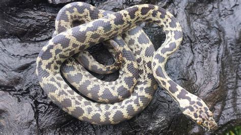 Aussie Reptiles - Spotted Pythons Yearlings