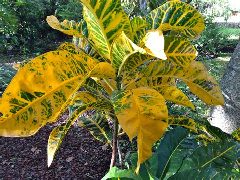 En amarillo Plant Leaves, Plants, Yellow, Plant, Planets