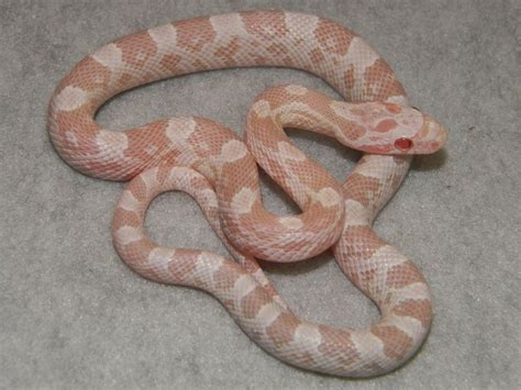 Corn Snake Color Morphs