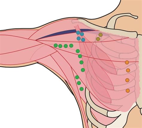 Top 7 Things You Didn't Know About Your Lymph System | Lymph system, Lymph nodes, Human anatomy ...