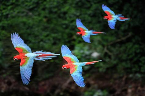 Four Red-and-green Macaws In Flight, Mato Grosso Do Sul, Brazil Photograph by Nick Garbutt ...