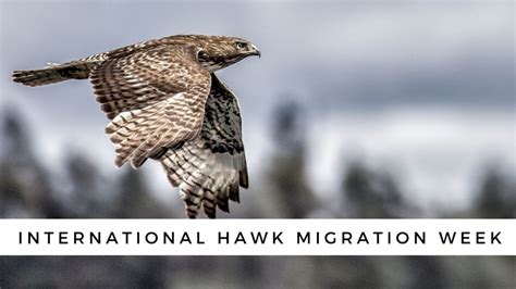 International Hawk Migration Week: A Celebration of These Majestic Birds