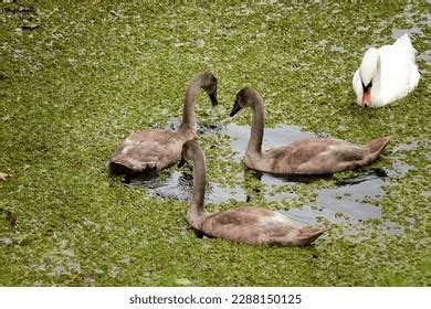 Three Swans Swimming Water Stock Photo 2288150125 | Shutterstock