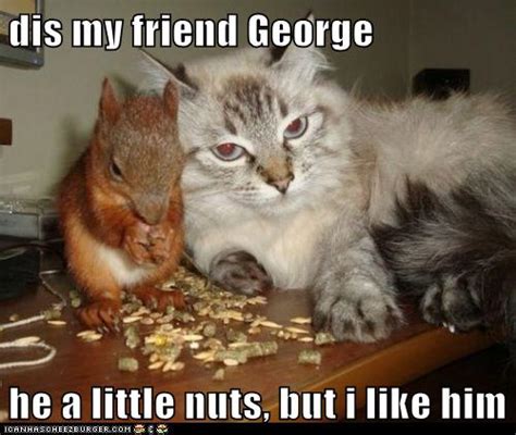 dis my friend George - Lolcats - lol | cat memes | funny cats | funny cat pictures with words on ...