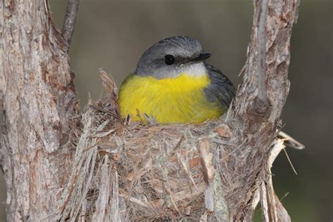 "Eastern Yellow Robin" Images – Browse 296 Stock Photos, Vectors, and ...