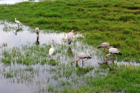 Bird stock photo. Image of nakulu, long, bird, lake, birds - 29688802