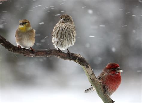 Beautiful Birds in Winter Wallpapers | cini clips