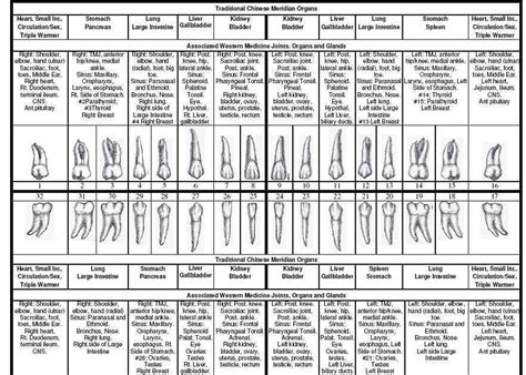 Meridian Tooth Chart Pdf