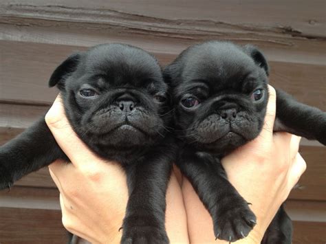 PugPugPug.com | Where are some good pug breeders in the eastern ... | Black pug puppies, Baby pugs