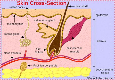 Skin Anatomy - EnchantedLearning.com