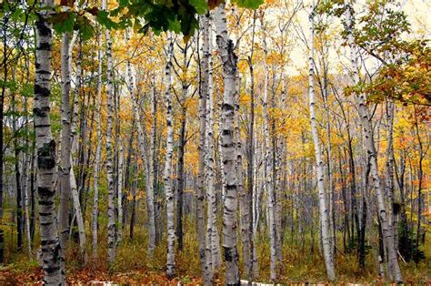 14 Different Types of Birch Trees (Including Leaves, Bark and Growth Rates) - AMERICAN GARDENER