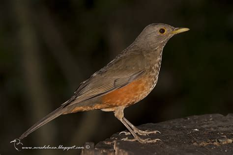 Zorzal colorado ( Rufous-bellied Thrush) Turdus rufiventris » Focusing ...