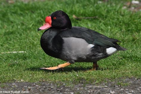 Pin op Duikeenden - Diving duck - Anseriformes -Anatidae - Aythyinae