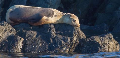 Wildlife in the Pacific Northwest Photo Gallery | Island Adventures